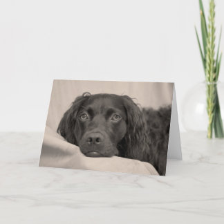 Kort för Boykin Spanielhälsning