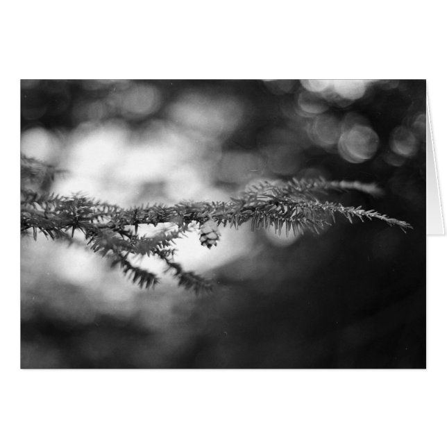Kort för BW Pinecone (Framsidan Horizontal)