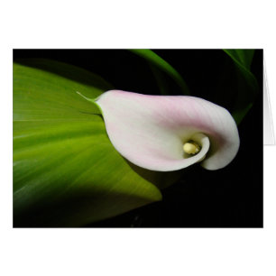 Kort för Callaliljablomma