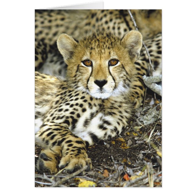 Kort för Cheetahunge 2 (Framsidan)