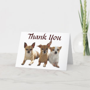 Kort för ChihuahuaTriotack