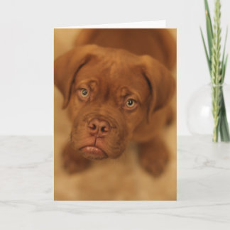 kort för dogue de bordeaux valpmastiff