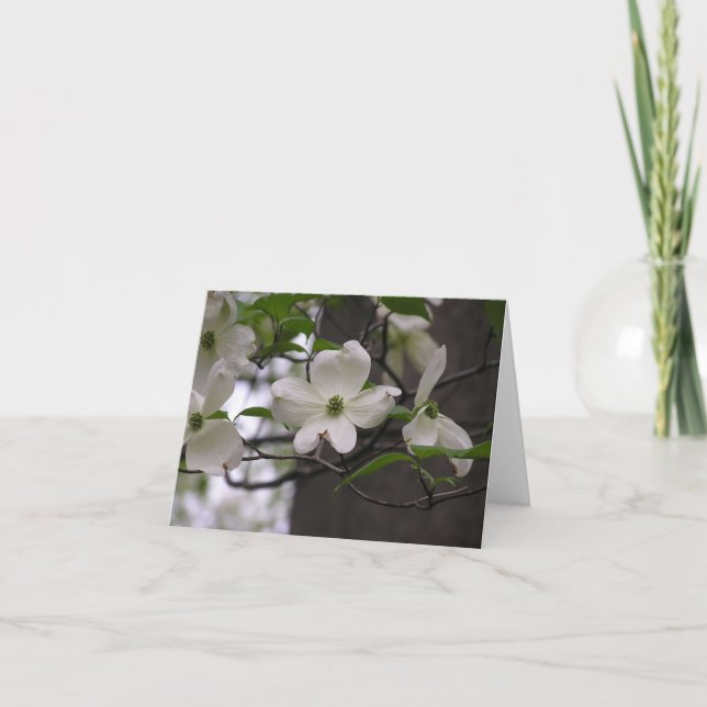 Kort för Dogwood (Cornus florida) (Framsida)