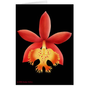 Kort för EpidendrumOrchidblomma