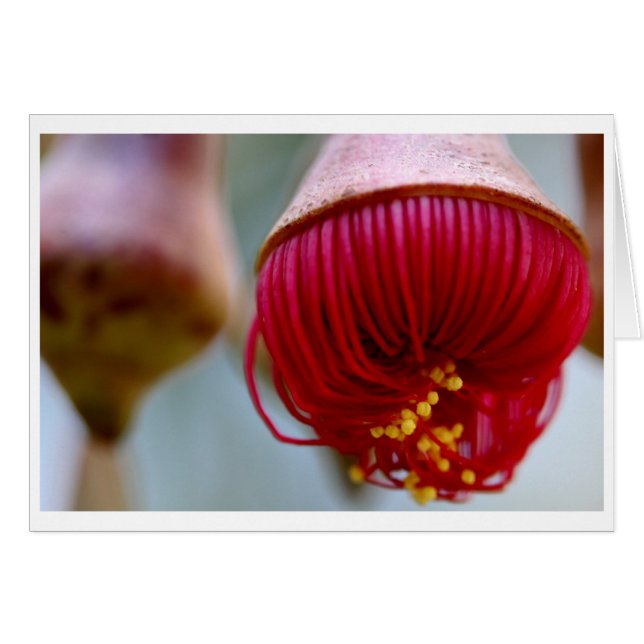 Kort för Eucalyptuscesiumgåva - 02 (Framsidan Horizontal)