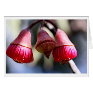 Kort för Eucalyptuscesiumgåva - 03