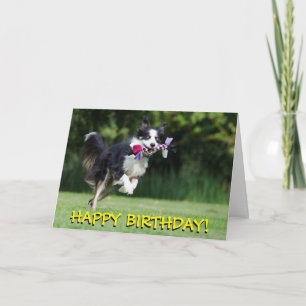 Kort för födelsedag för gränscolliehund