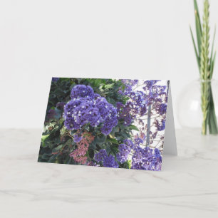 Kort för födelsedag för stjärnor för blåttblomvit