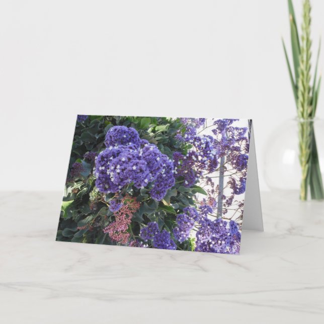Kort för födelsedag för stjärnor för blåttblomvit (Framsida)