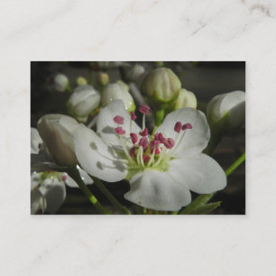 Kort för foto för ATC för Bradford Pearblommar