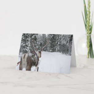 Kort för foto för Lapland renjulkort