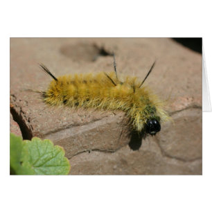 Kort för fotografi för dolkmalCaterpillar natur