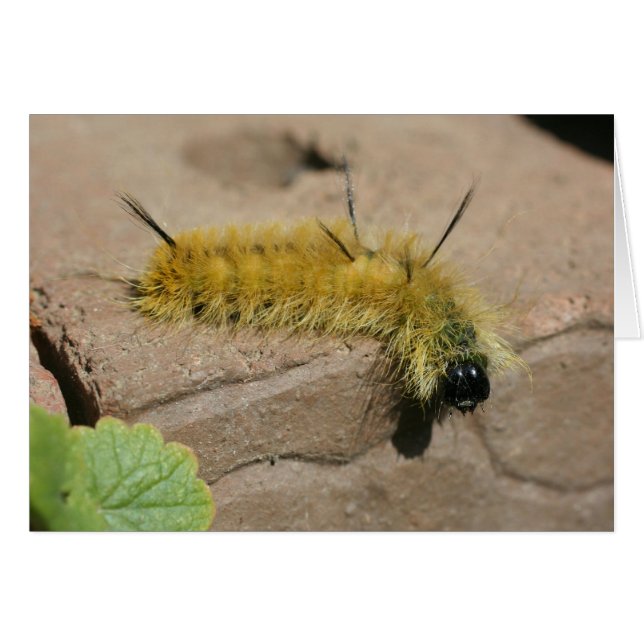 Kort för fotografi för dolkmalCaterpillar natur (Framsidan Horizontal)