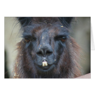 Kort för fotografi för svart Llamaansiktelantgård