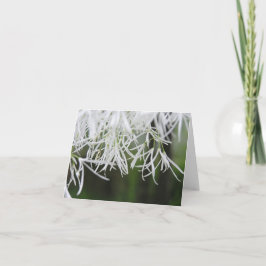 Kort för fransträd (Chionanthusvirginicus)