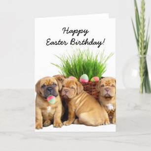 Kort för glad påskFödelsedag Dogue de Bordeaux