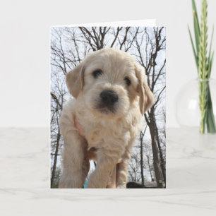 Kort för Goldendoodle valphälsning