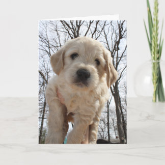 Kort för Goldendoodle valphälsning
