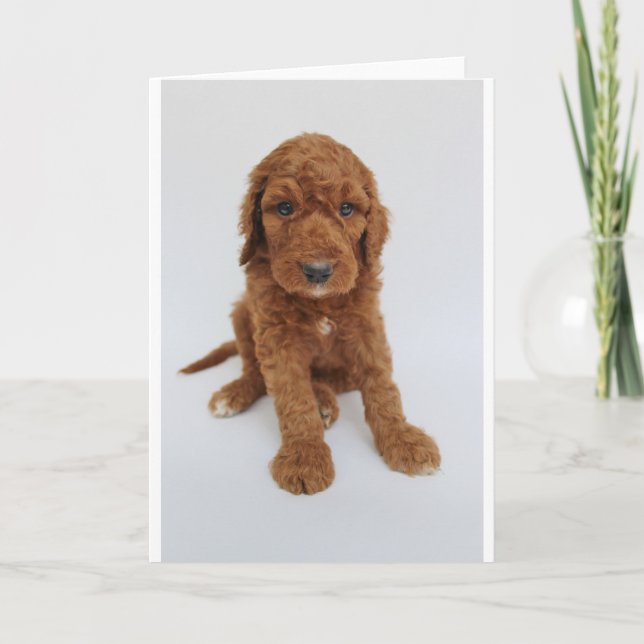 Kort för Goldendoodle valphälsning (Framsida)