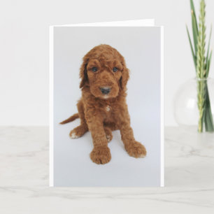 Kort för Goldendoodle valphälsning