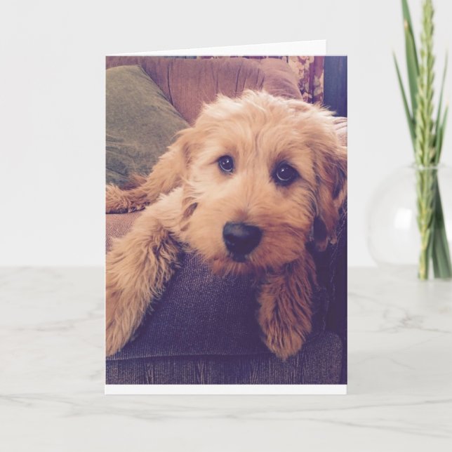 Kort för Goldendoodle valphälsning (Framsida)