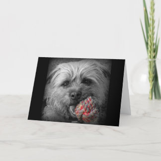 Kort för gränsTerrierfödelsedag