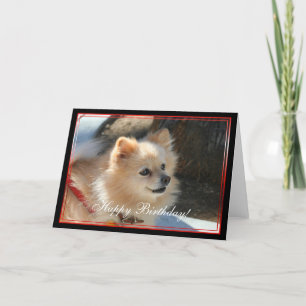 Kort för grattis på födelsedagenPomeranian