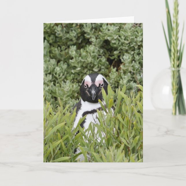 Kort för hälsning - afrikansk penguin (Framsida)