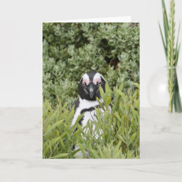 Kort för hälsning - afrikansk penguin