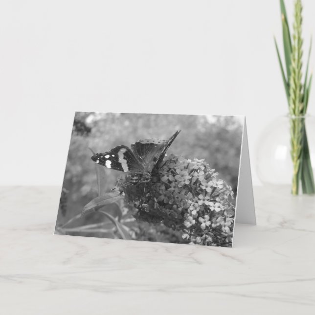 Kort för hälsning - Amiral Butterfly in Black & Wh (Framsida)