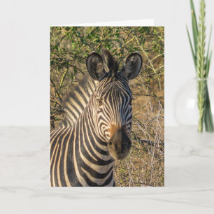 Kort för hälsning - Ansikte i en Zebra