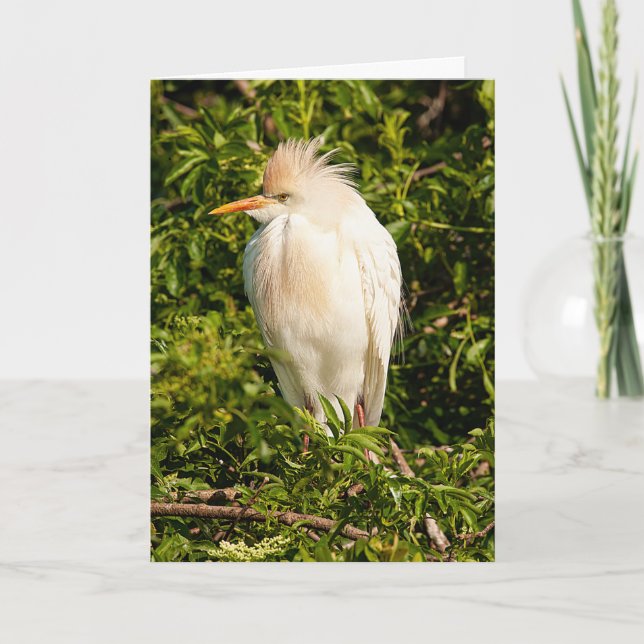 Kort för hälsning av boskapsegenkänning (Framsida)