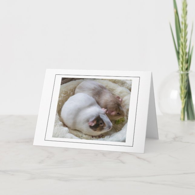 Kort för hälsning av Cute Guinea-grisar (Framsida)