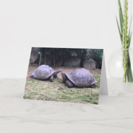 Kort för hälsning av galapagos tortoise