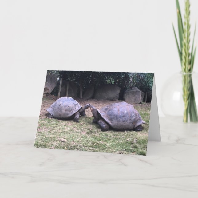 Kort för hälsning av galapagos tortoise (Framsida)