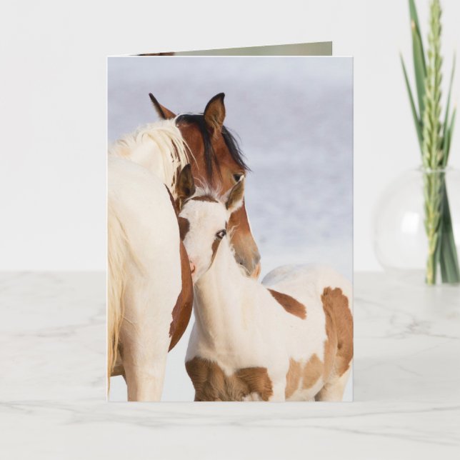 Kort för hälsning av nuzzle Vild Horse (Framsida)