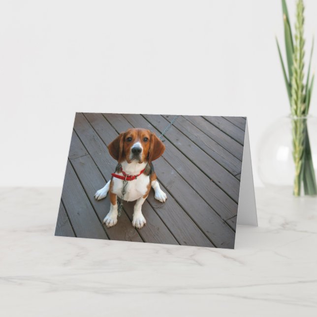 Kort för hälsning av Valpen Cute Beagle (Framsida)