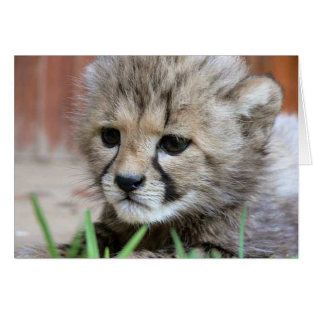 Kort för hälsning - Cute Baby Cheetah (Framsidan Horizontal)