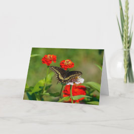 Kort för hälsning - fjäril i Garden i Stowe