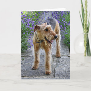 Kort för hälsning för AiredaleTerrier tomt