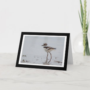 Kort för hälsning för babyKilldeer tomt