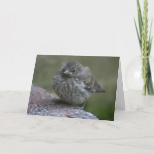 Kort för hälsning "för babySparrow" foto