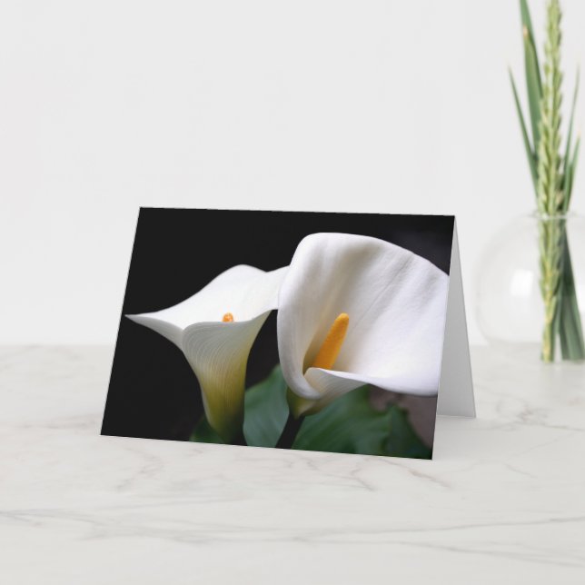 Kort för hälsning för blomma för vitCallalilja (Framsida)