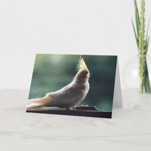 Kort för hälsning "för Cockatiel" fågelfotografi