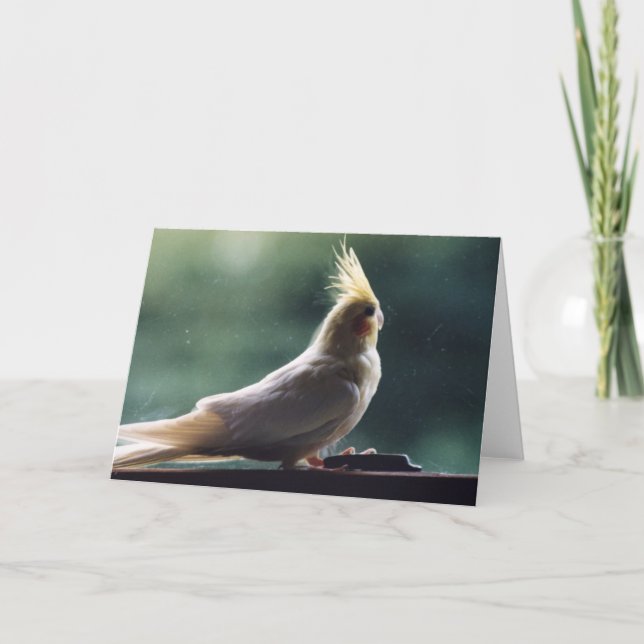 Kort för hälsning "för Cockatiel" fågelfotografi (Framsida)