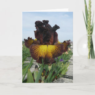 KORT FÖR HÄLSNING FÖR IRIS "FÖR TUSCAN SOMMAR"