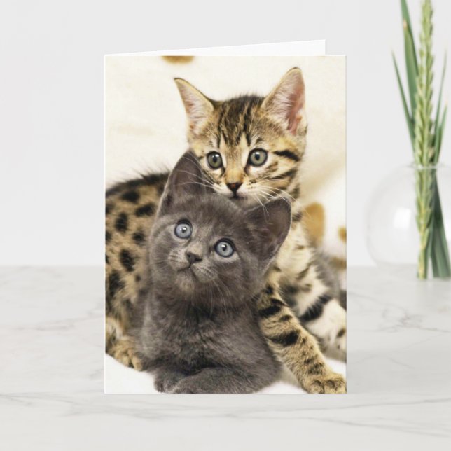 Kort för hälsning för kattungar för Greyfoot katt (Framsida)