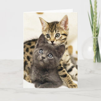 Kort för hälsning för kattungar för Greyfoot katt