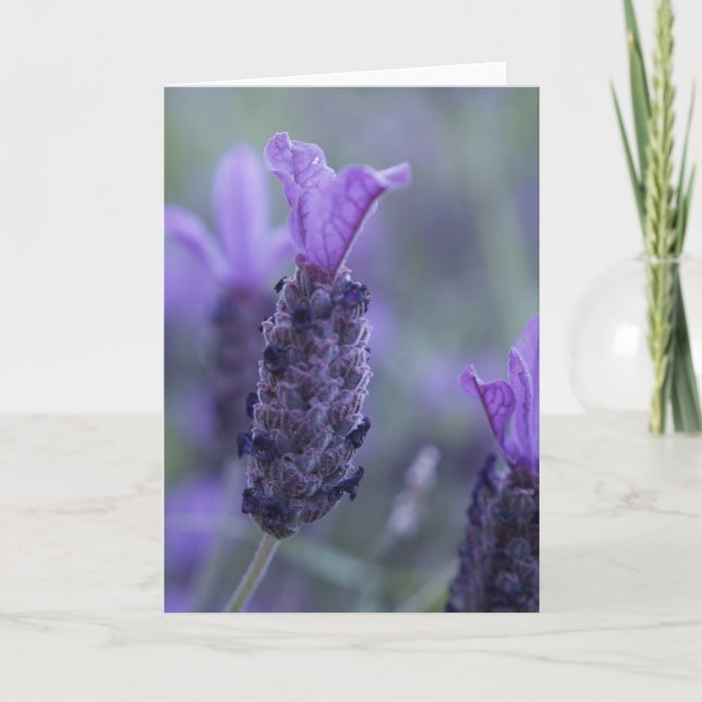 Kort för hälsning för lavendelblommafoto (Framsida)