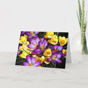 Kort för hälsning för lila- och gultkrokusblommor